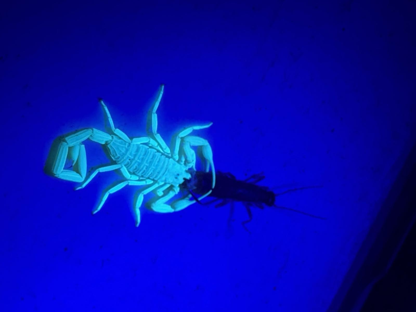 Scorpion Control in Gilbert AZ — What Actually Works