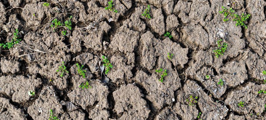 Dry, compacted soil — a sign your caliche layer is blocking water and nutrients