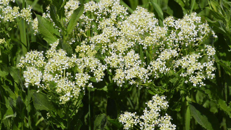 Increased weed activity — often a symptom of poor soil biology, not just neglect
