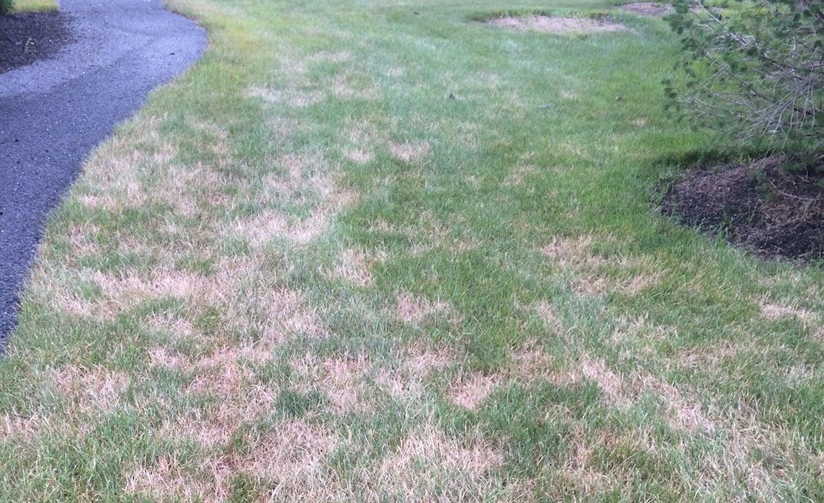 Poor overall lawn appearance — usually rooted in soil health, not the grass itself