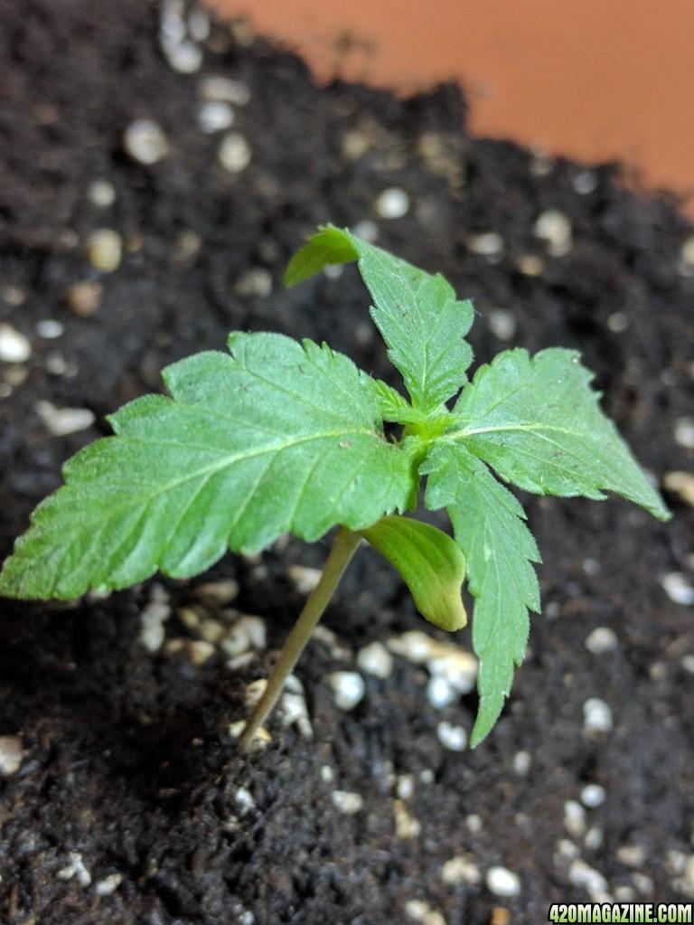 Slow plant growth — a classic sign nutrients aren't reaching the root zone