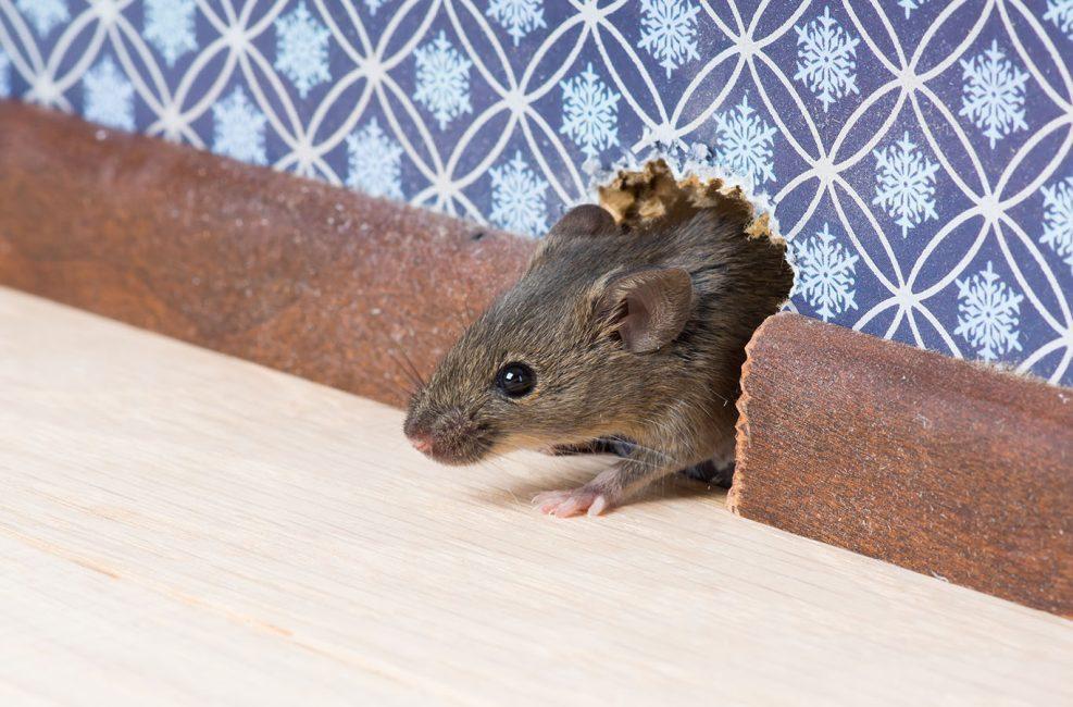 Utility openings & small gaps — pipe and conduit penetrations pests exploit