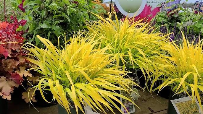 Yellowing grass or plants — often iron chlorosis from Arizona's alkaline soil