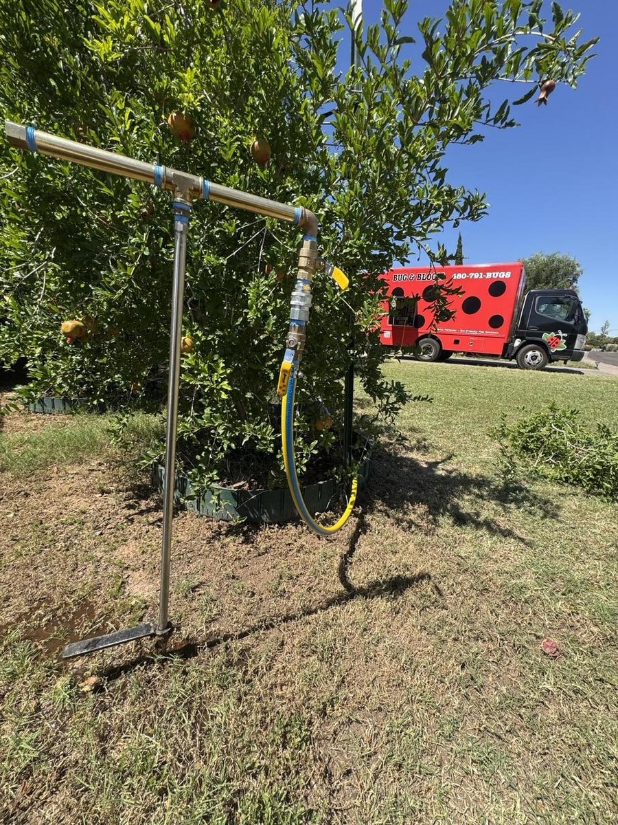 Why Ficus Trees Turn Yellow and Thin Out in Mesa & Scottsdale