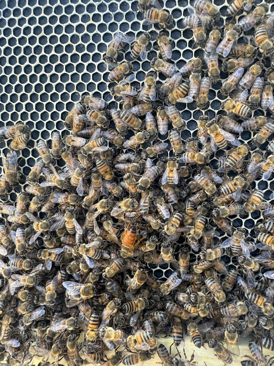Pest Control gallery image 5