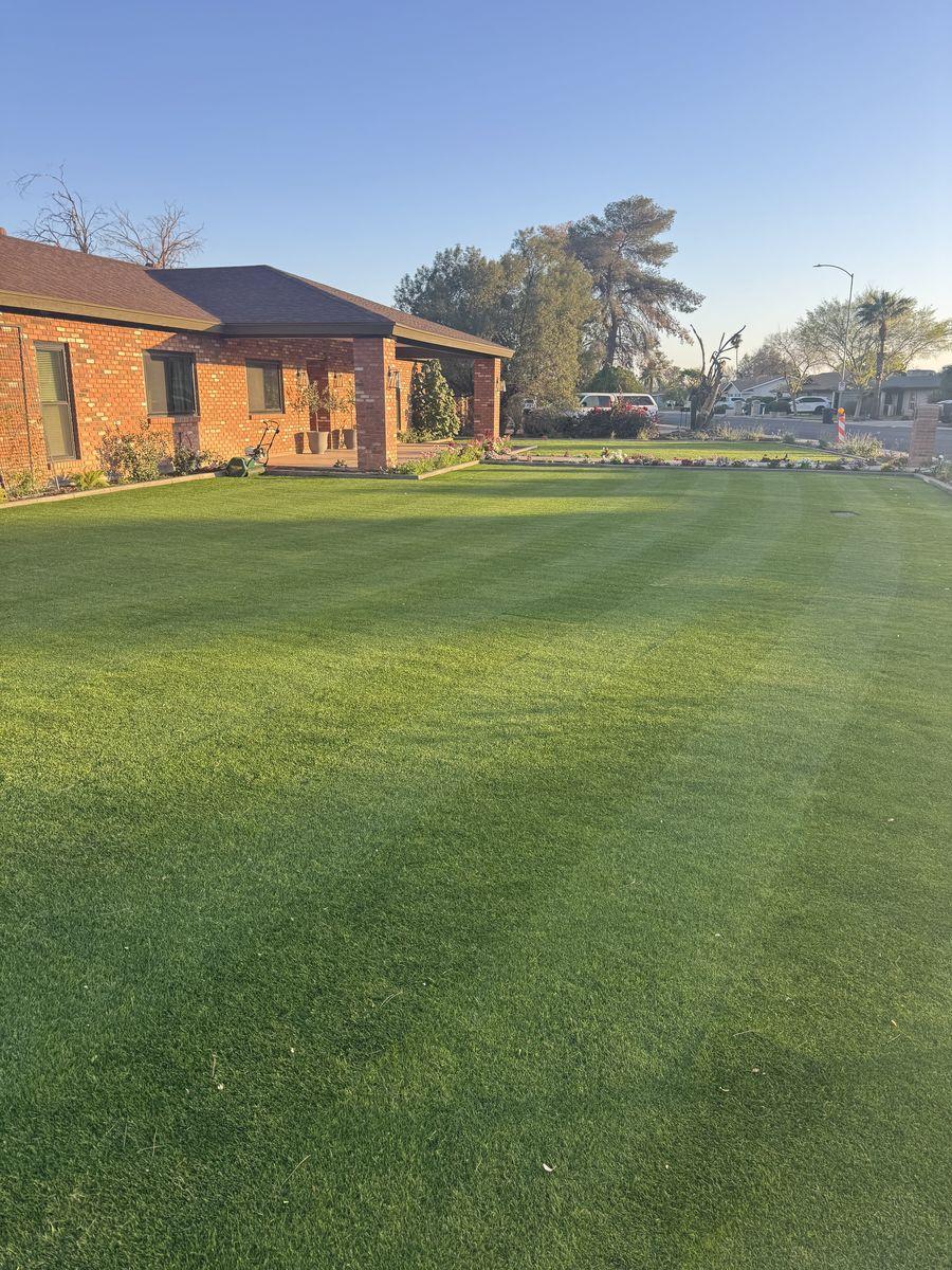 Tree Fertilizing gallery image 2