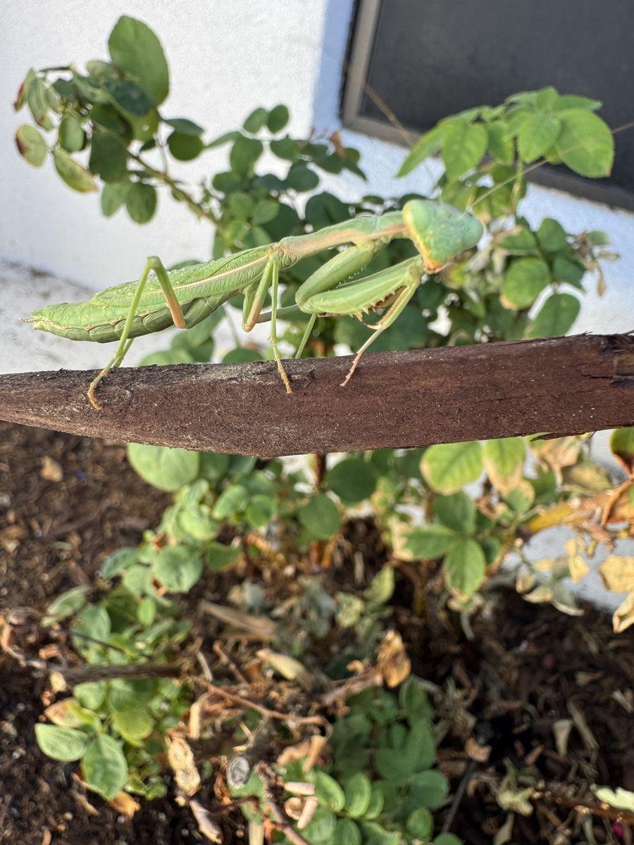 Pest Control gallery image 1