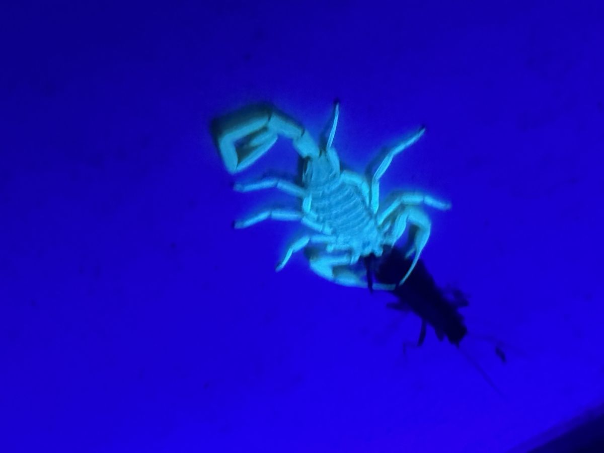 Pest Control gallery image 2