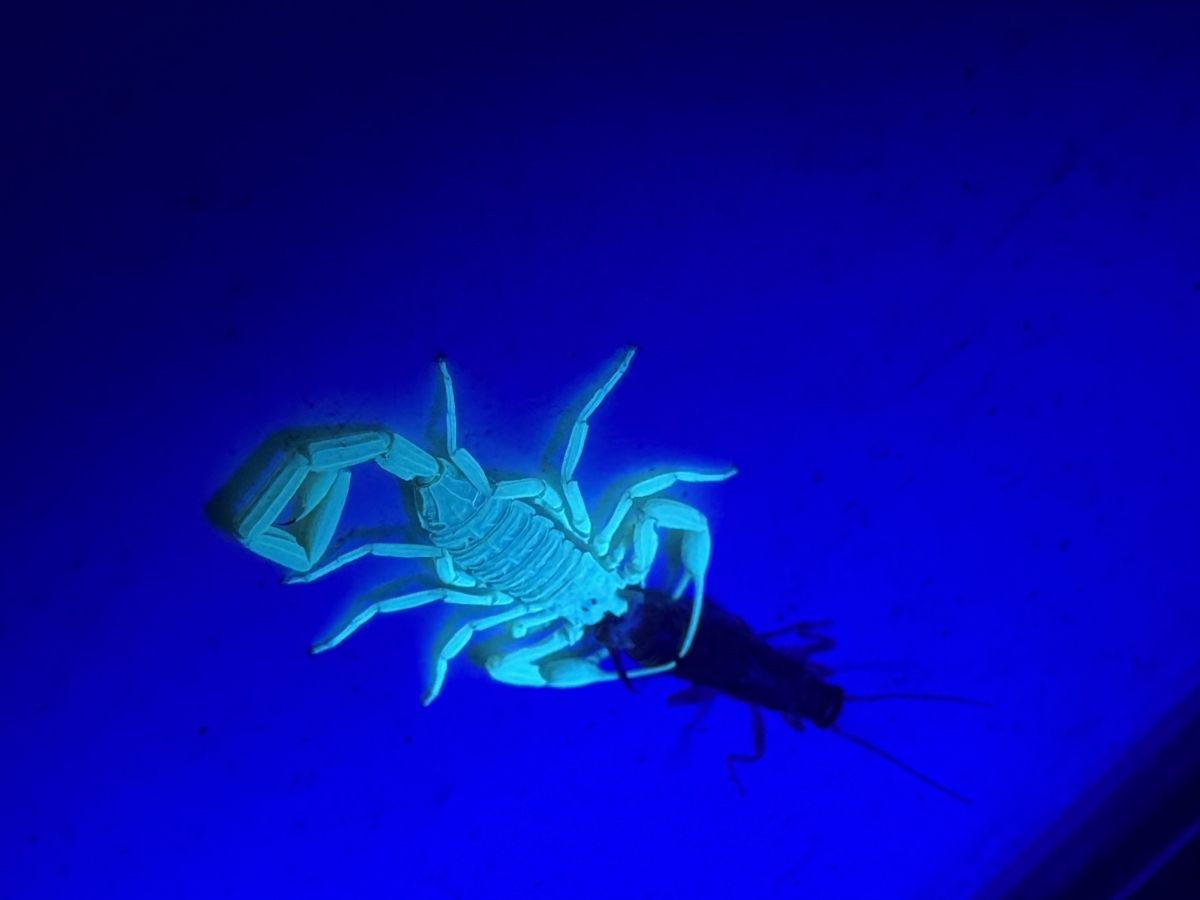 Pest Control gallery image 3