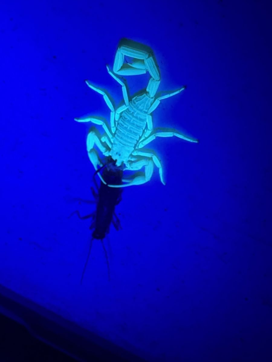 Pest Control gallery image 4