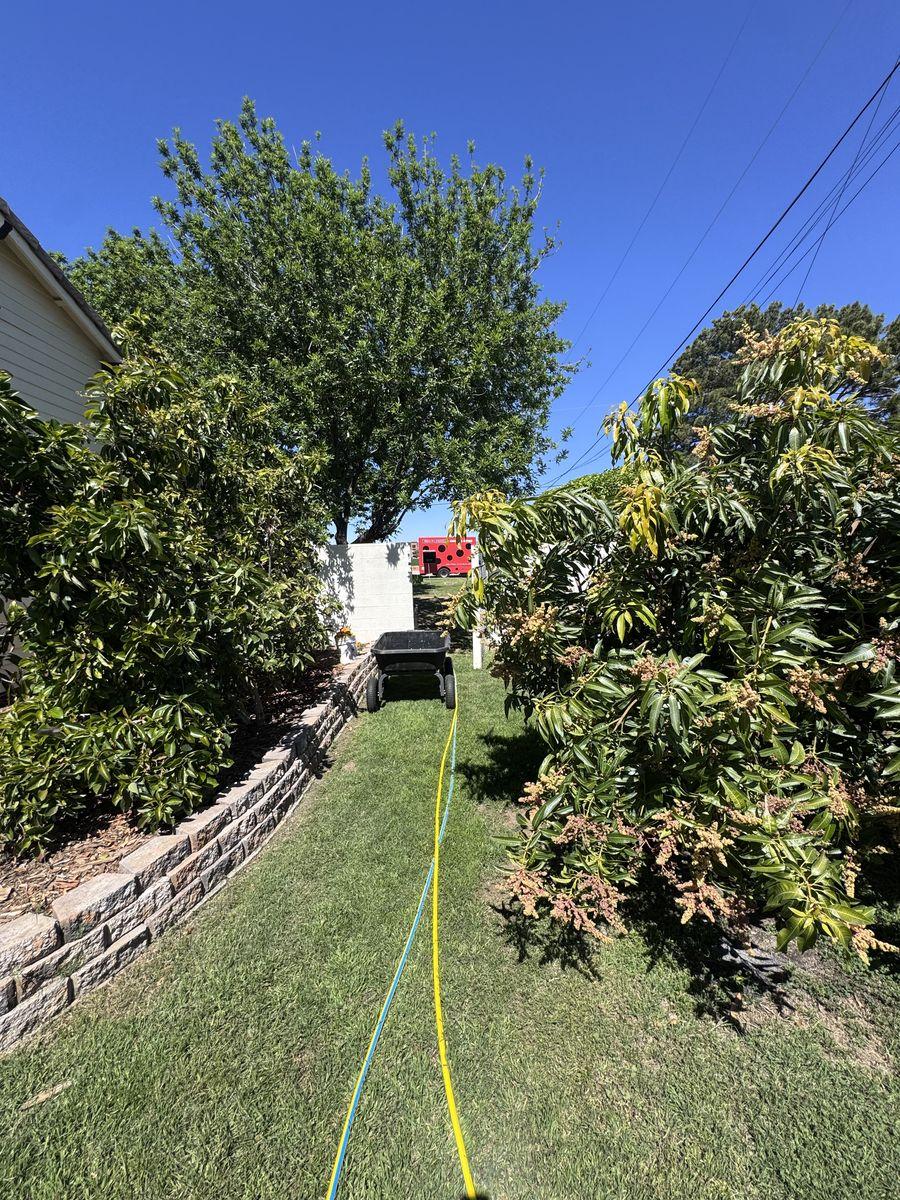 Tree Pruning gallery image 2