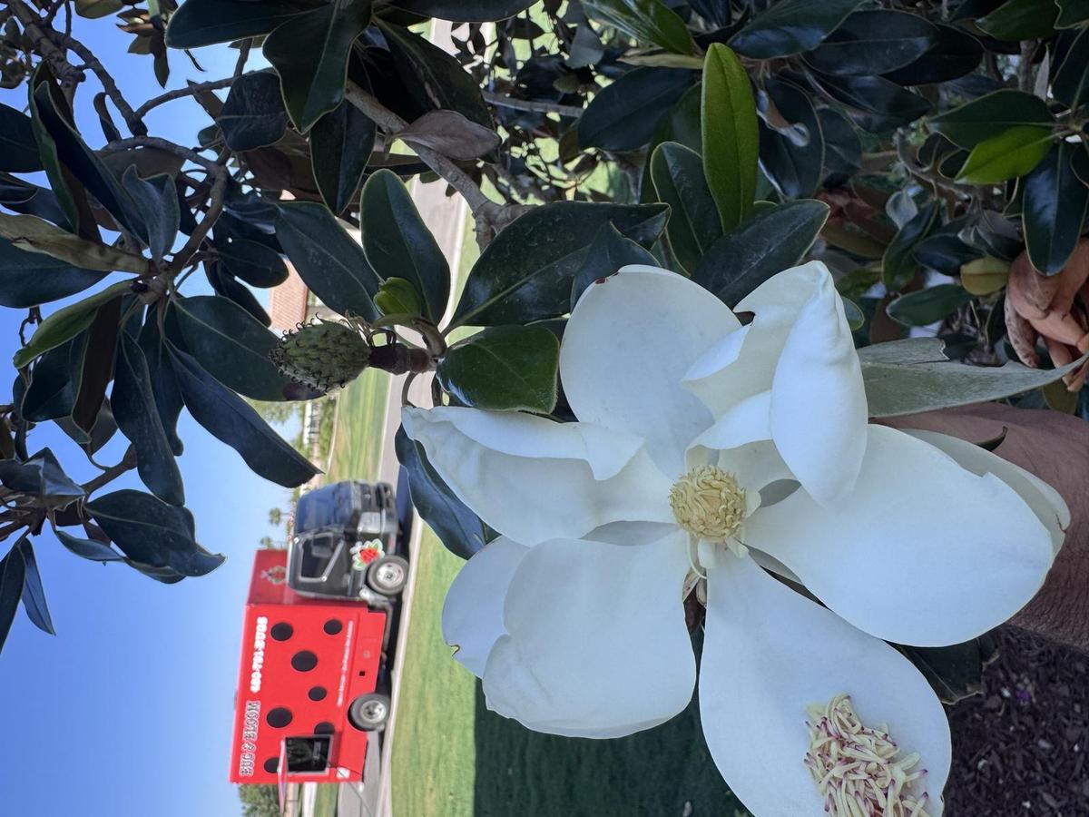 Bug & Bloom technician on site in Gilbert, AZ