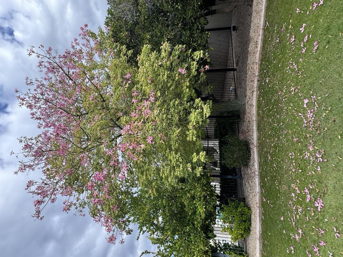 Tree Pruning gallery image 3