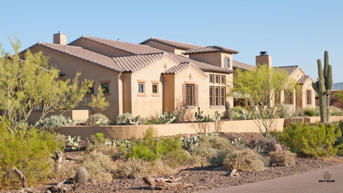 East Valley home with saguaro cactus and native plants